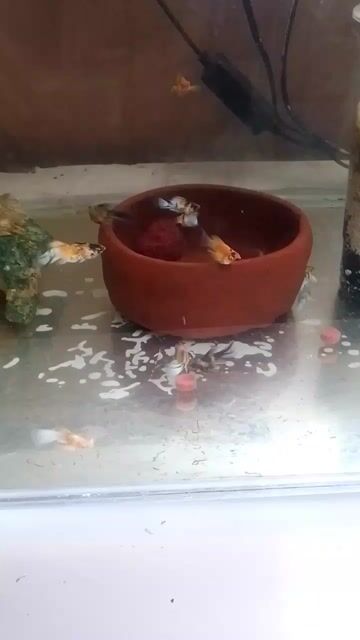 Video from Robin Albuero's post