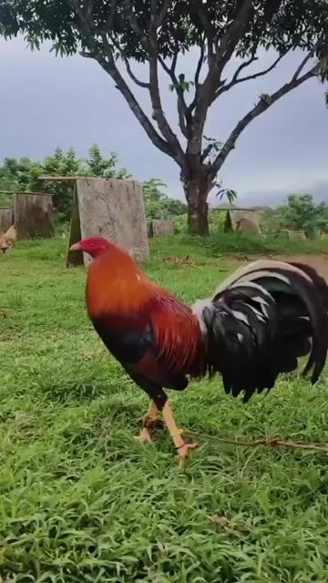 Video from Jayr Lazatin's post