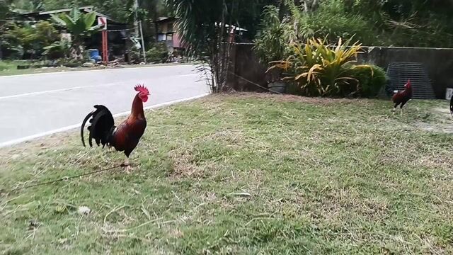 Video from Jonathan Echavez's post