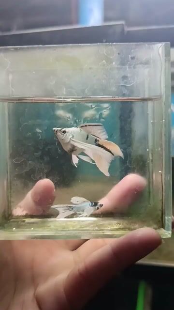 Video from Jessie Caampued's post
