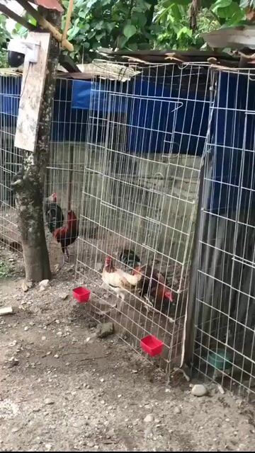 Video from Gherhard Von BELINARIO's post