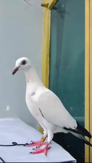 Video from Sylvester Vence's post