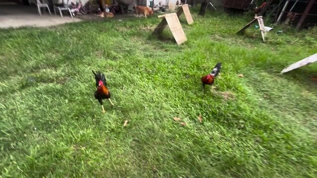 Video from GT Shoti GF's post