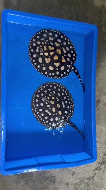 Video from KnT Aquascape's post