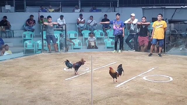 Video from Golders Green Gamefarm's post