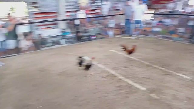 Video from KALAHI Gamefowl's post
