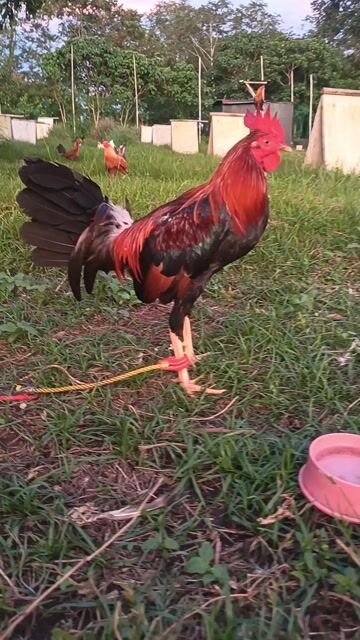 Video from Darwin B Florendo's post