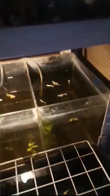 Video from SK Aquatics's post