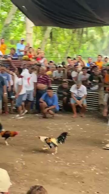 Video from ArjieCabalteraSabate(ACSFRONTYARD)'s post