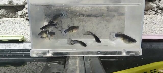 Video from Ellis Balleres's post
