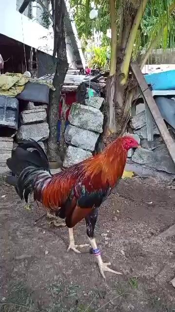 Video from TONI CORAÑES's post