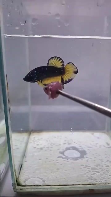 Video from John Arvin Semania's post