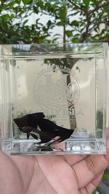 Video from MOLLY ISLA Aquatics's post