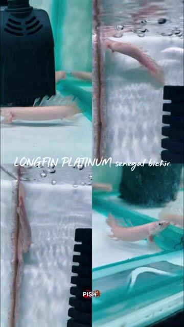 Video from Pish8 Marikina's post