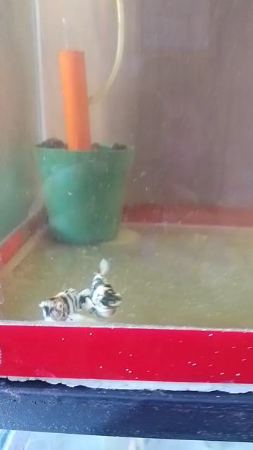 Video from Robin Albuero's post
