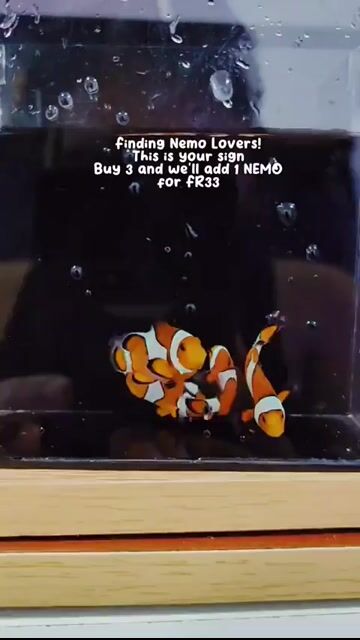 Video from Aqwalife Online PetStore's post