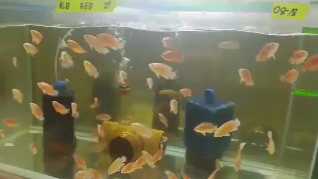 Video from Rooftop Aquatic's post