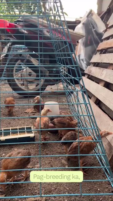 Video from AL Game Yard's post