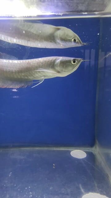 Video from FRESH WATER BACKYARD's post