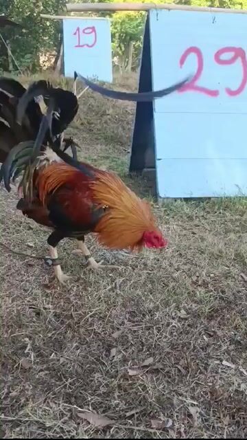 Video from Bance Cawicaan's post