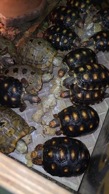 Video from Lucky Six Reptile Farm's post