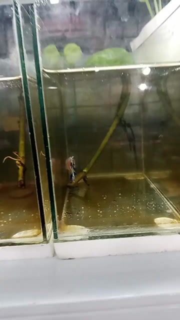 Video from Jerome Pineda's post