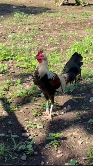 Video from JFL Sta Lucia Gamefarm's post