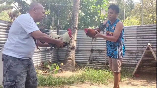 Video from Luckybreak gamefowl's post