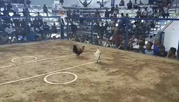 Video from Bing's GFarm's post