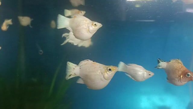 Video from Henry Jr L Navares's post