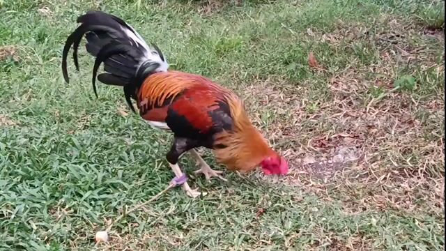 Video from El Kabalyero's post