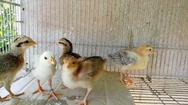 Video from Anthony Echane's post