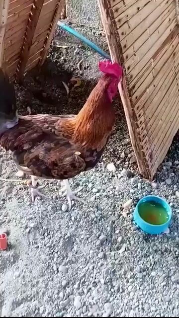 Video from Crisanto Oclarit's post