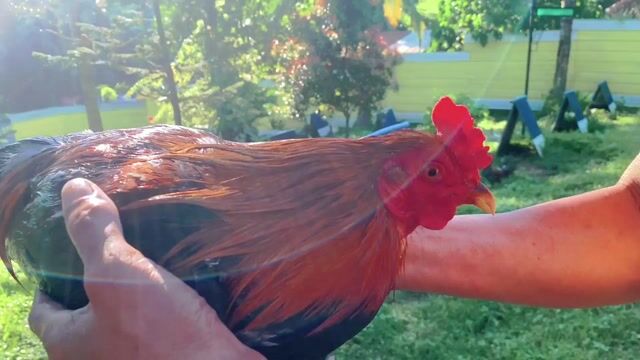 Video from Prof. Jhop Gamefarm's post
