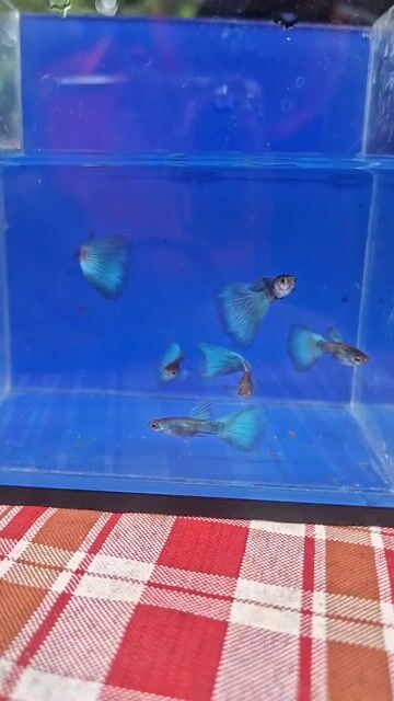 Video from Ricleo Aquatics • Digos City's post