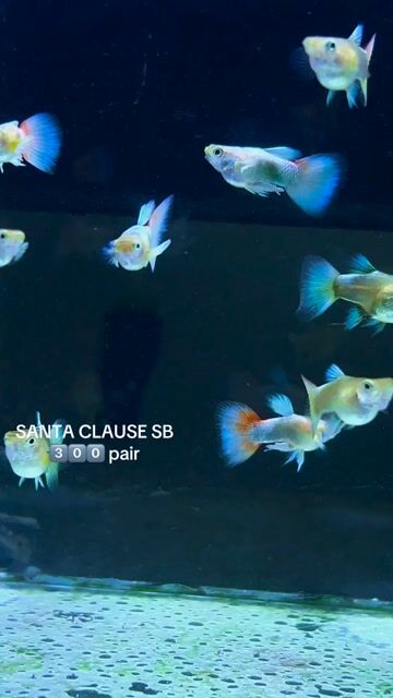 Video from FISH AND TUBS's post