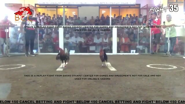 Video from VOV Paos Hatch Pedigree Warrior's post