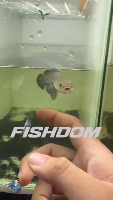 Video from FISHDOM's post