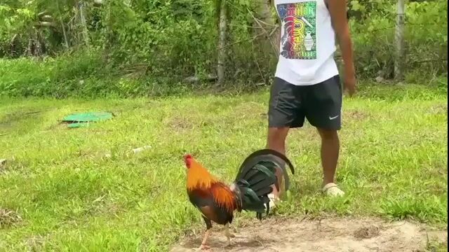 Video from JBM EXCALIBUR GAMEFARM's post