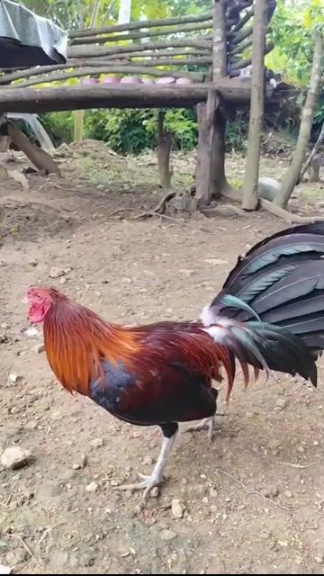 Video from JL's Backyard's post