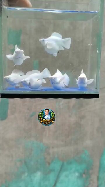 Video from Lingel Chan's post