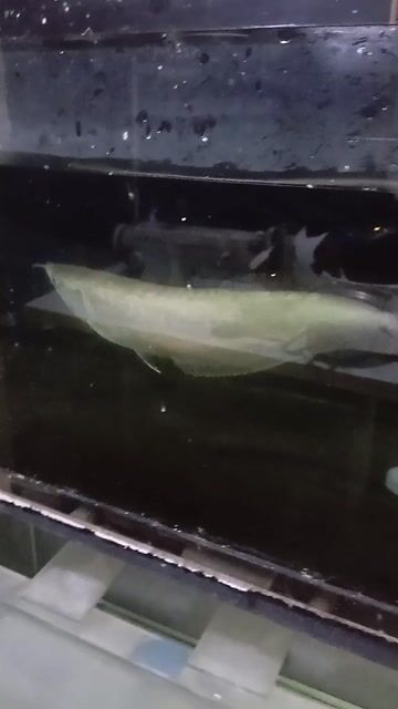 Video from John Ryan agustino's post