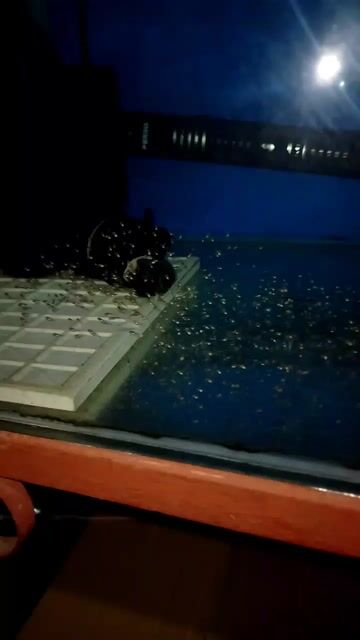 Video from Bailey's Flowerhorn's post