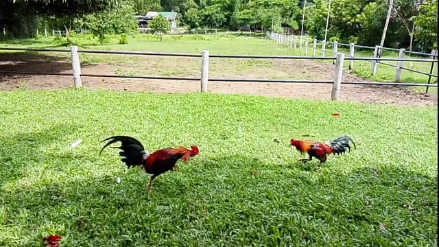 Video from Gar Knight GameFowls's post