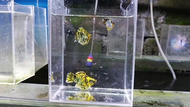 Video from Emilio Nepomuceno's post