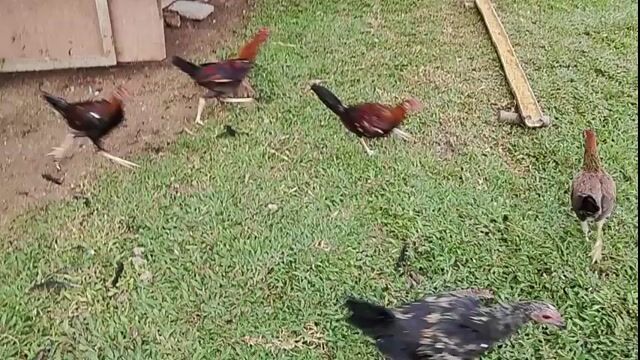 Video from Edward Barrina's post