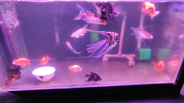 Video from MollyPaii 🦭 GoldyPaii's post