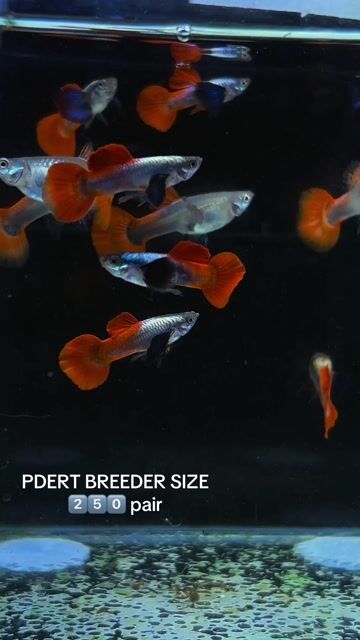 Video from FISH AND TUBS's post