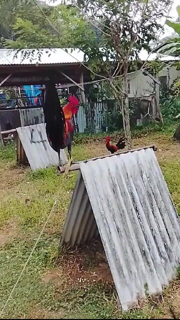 Video from Bisdak Warriors's post