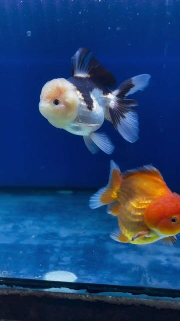 Video from Dario Goldfish's post